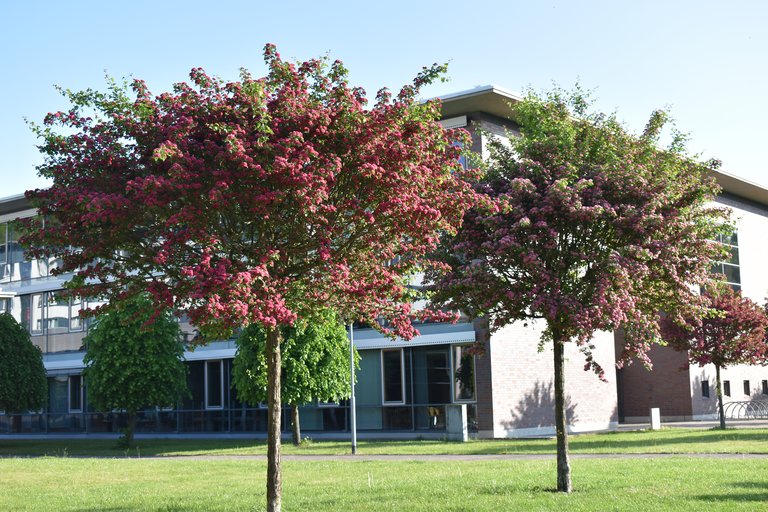 Bäume auf dem Campus
