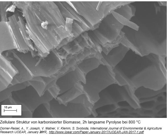Zellulare Struktur von karbonisierter Biomasse Zellulare Struktur von karbonisierter Biomasse